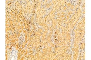 ABIN6264149 and ABIN6273012 at 1/100 staining Rat kidney tissue by IHC-P. (PEX16 anticorps  (Internal Region))
