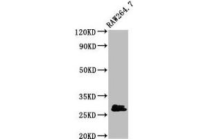 Western Blot Positive WB detected in: RAW264.