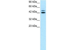 WB Suggested Anti-IRF8 Antibody Titration:  0. (IRF8 anticorps  (N-Term))