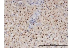 Image no. 1 for anti-RAD23 Homolog B (RAD23B) (AA 311-410) antibody (ABIN599426) (RAD23B anticorps  (AA 311-410))