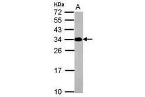Image no. 1 for anti-ATPase, H+ Transporting, Lysosomal 31kDa, V1 Subunit E2 (ATP6V1E2) antibody (ABIN1502161) (ATP6V1E2 anticorps)