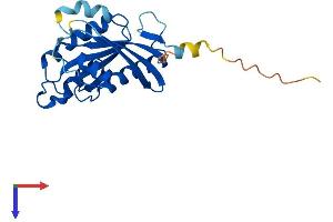 AlphaFold protein structure predicition of Human Recombinant RAB4A Protein, UniprotID P20338