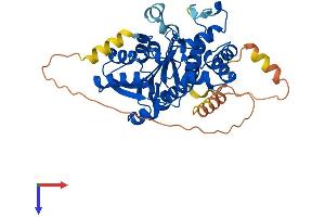 AlphaFold protein structure predicition of Mouse Recombinant Mettl15 Protein, UniprotID Q9DCL4