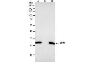 IP Image 14-3-3 sigma antibody immunoprecipitates SFN protein in IP experiments. (14-3-3 sigma/SFN anticorps)