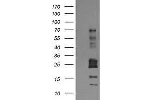 Image no. 1 for anti-Tripartite Motif Containing 22 (TRIM22) (AA 61-406) antibody (ABIN1491615) (TRIM22 anticorps  (AA 61-406))