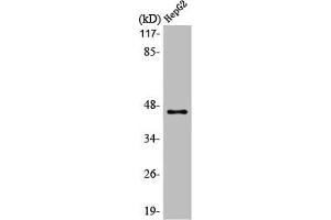 Western Blot analysis of HepG2 cells using MAGE-1 Polyclonal Antibody