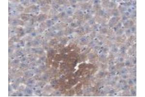 IHC-P analysis of Rat Liver Tissue, with DAB staining. (KMO anticorps  (AA 1-282))