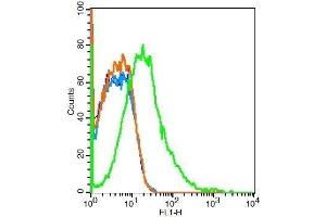 Mouse nephrocytes probed with Rabbit Anti-Met (c Met) Polyclonal Antibody .