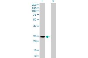 Western Blot analysis of HEBP1 expression in transfected 293T cell line by HEBP1 MaxPab polyclonal antibody. (HEBP1 anticorps  (AA 1-189))
