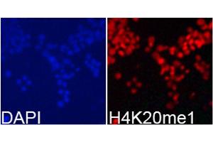 Immunofluorescence analysis of 293T cells using MonoMethyl-Histone H4-K20 antibody. (Histone H4 anticorps  (meLys20))