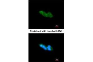 ICC/IF Image Immunofluorescence analysis of methanol-fixed HepG2, using ARMET, antibody at 1:200 dilution. (MANF anticorps)