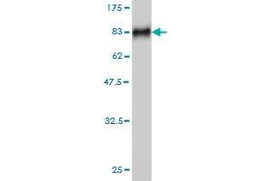 Western Blot detection against Immunogen (76. (MKNK1 anticorps  (AA 1-465))