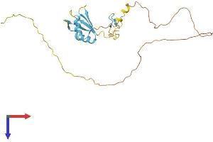 AlphaFold protein structure predicition of Human Recombinant SRSF7 Protein, UniprotID Q16629