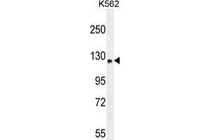 TMCO7 Antibody (C-term) western blot analysis in K562 cell line lysates (35 µg/lane). (TANGO6/TMCO7 anticorps  (C-Term))