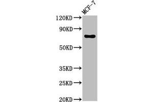 Western Blot Positive WB detected in: MCF-7 whole cell lysate All lanes: TUBGCP4 antibody at 3 μg/mL Secondary Goat polyclonal to rabbit IgG at 1/50000 dilution Predicted band size: 77 kDa Observed band size: 77 kDa (TUBGCP4 anticorps  (AA 203-309))