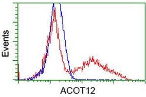 Image no. 2 for anti-Acyl-CoA Thioesterase 12 (ACOT12) antibody (ABIN1496416) (ACOT12 anticorps)