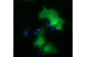 Immunofluorescence (IF) image for anti-E3 SUMO-Protein Ligase NSE2 (NSMCE2) antibody (ABIN1499526) (NSMCE2 anticorps)