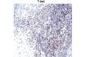 T-bet staining of human tonsil. (T-Bet anticorps)
