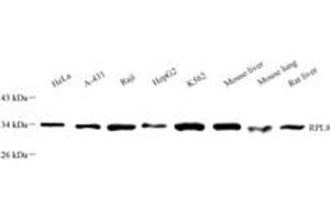 Western blot analysis of RPL8 (ABIN7075442),at dilution of 1: 2000 (RPL8 anticorps)