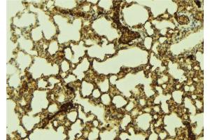 ABIN6274290 at 1/100 staining Mouse lung tissue by IHC-P. (PTTG1IP anticorps  (C-Term))