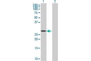 Western Blot analysis of RICTOR expression in transfected 293T cell line by RICTOR MaxPab polyclonal antibody.