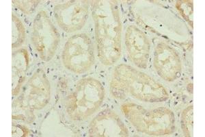 Immunohistochemistry of paraffin-embedded human kidney tissue using ABIN7163117 at dilution of 1:100 (TAM41 anticorps  (AA 161-452))