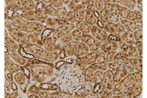 ABIN6275478 at 1/100 staining Rat kidney tissue by IHC-P. (RGS10 anticorps  (Internal Region))