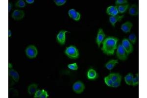 Immunofluorescence staining of MCF-7 cells with ABIN7146194 at 1:100, counter-stained with DAPI.