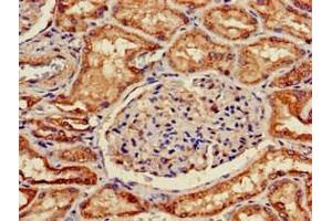Immunohistochemistry of paraffin-embedded human kidney tissue using ABIN7170011 at dilution of 1:100