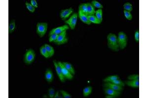 Immunofluorescence staining of HepG2 cells with ABIN7161426 at 1:200, counter-stained with DAPI. (NETO1 anticorps  (AA 367-507))