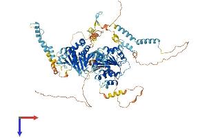 AlphaFold protein structure predicition of Human Recombinant DDX54 Protein, UniprotID Q8TDD1