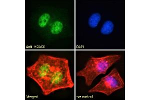 ABIN5539540 Immunofluorescence analysis of paraformaldehyde fixed HeLa cells, permeabilized with 0.