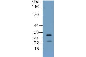 Detection of APOA5 in Cavia Liver lysate using Polyclonal Antibody to Apolipoprotein A5 (APOA5) (APOA5 anticorps  (AA 167-335))