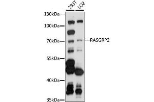 Western blot analysis of extracts of various cell lines, using R antibody (ABIN7269862) at 1:1000 dilution. (RASGRP2 anticorps  (AA 1-200))