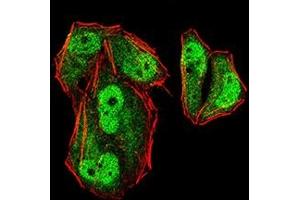 Immunofluorescence analysis of Hela cells using MLH1 mouse mAb (green). (MLH1 anticorps  (AA 381-483))