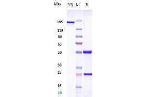 Anti-NGF / bNGF Reference Antibody (MEDI-578) on SDS-PAGE under reducing (R) condition.