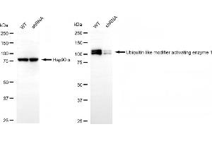 Western blotting analysis using ubiquitin like modifier activating enzyme 1 antibody (ABIN7800758).
