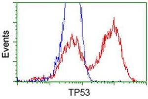HEK293T cells transfected with either RC200003 overexpress plasmid (Red) or empty vector control plasmid (Blue) were immunostained by anti-TP53 antibody (ABIN2454666), and then analyzed by flow cytometry. (p53 anticorps)