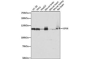 Western blot analysis of extracts of various cell lines, using KIF5B antibody. (KIF5B anticorps)