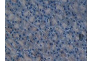 Detection of FIL1d in Mouse Pancreas Tissue using Polyclonal Antibody to Interleukin 1 Delta (FIL1d)