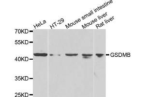 Western blot analysis of extracts of various cell lines, using GSDMB antibody (ABIN4903833) at 1:1000 dilution.