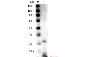 Western Blot of Rabbit anti-Ribonuclease A Antibody Biotin Conjugated. (RNASE1 anticorps  (Biotin))