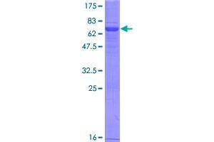 Image no. 1 for V-type immunoglobulin domain-containing suppressor of T-cell activation (VISTA) (AA 1-311) protein (GST tag) (ABIN1347029)