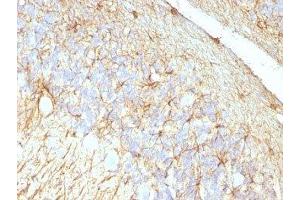 Formalin-fixed, paraffin-embedded rat cerebellum stained with GFAP antibody (GA-5 + ASTRO/789).