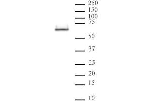 HDAC2 mAb (Clone 3F3) tested by Western blot. (HDAC2 anticorps  (AA 473-488))
