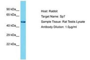 Image no. 1 for anti-Sp7 Transcription Factor (SP7) (N-Term) antibody (ABIN6750282) (SP7 anticorps  (N-Term))