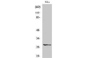 Western Blotting (WB) image for anti-Hairy and Enhancer of Split 6 (HES6) (N-Term) antibody (ABIN3184997) (HES6 anticorps  (N-Term))