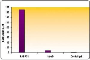Histone H3 acetyl Lys18 antibody tested by ChIP.