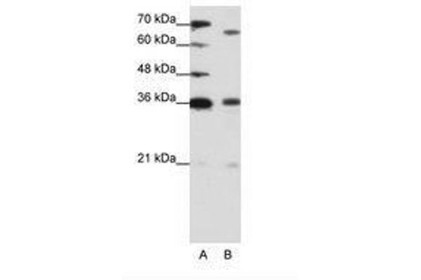 PRDM13 antibody  (C-Term)