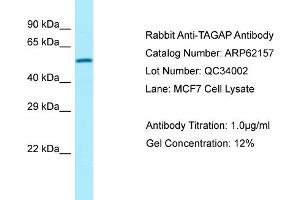 Western Blotting (WB) image for anti-T-Cell Activation rho GTPase-Activating Protein (TAGAP) (C-Term) antibody (ABIN2789038) (TAGAP anticorps  (C-Term))